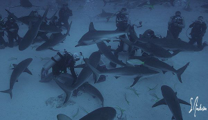 The action begins during a Stuart Coves Shark Feed off Na... by Steven Anderson 